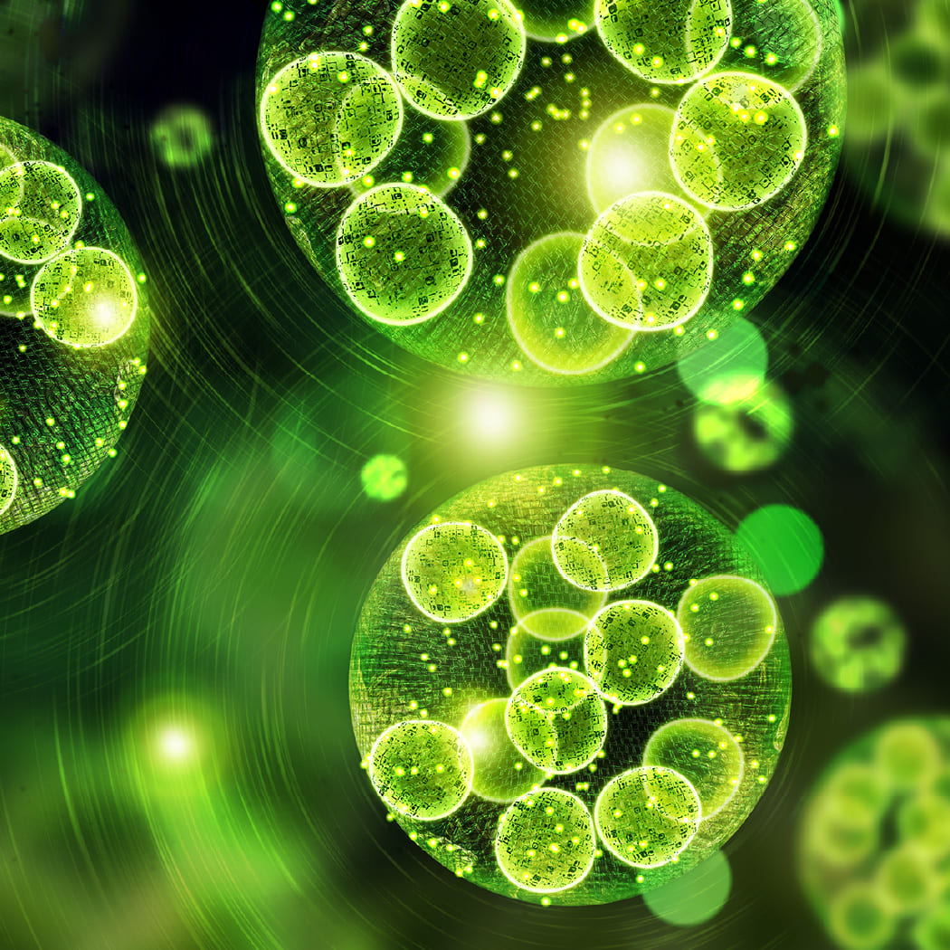 育てるイメージ写真