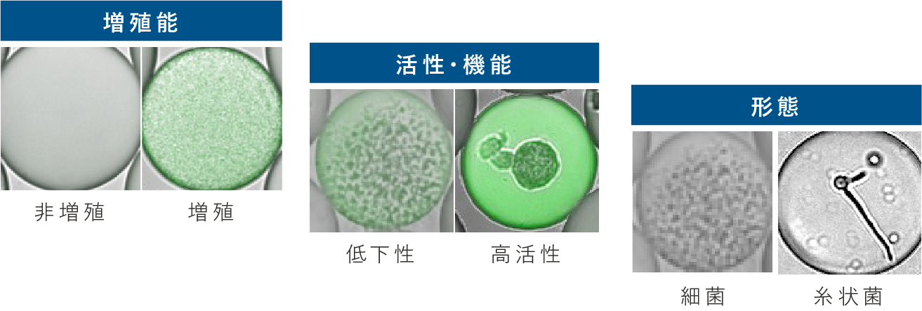 増殖能、活性・機能、形態